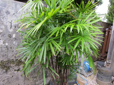 棕櫚竹 風水